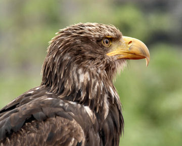 Golden eagles often steal food from other birds. Like other feathered thieves, these birds have big brains in relation to their overall size.