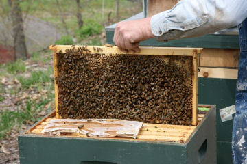 Beekeeping helps support these important, pollinating insects.