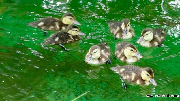 The newly hatched ducklings represent almost one third of the entire world population of Madagascan pochards