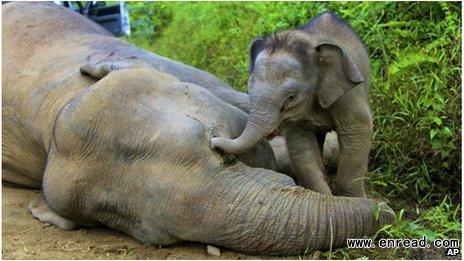 A baby elephant was found next to the body of its dead mother
