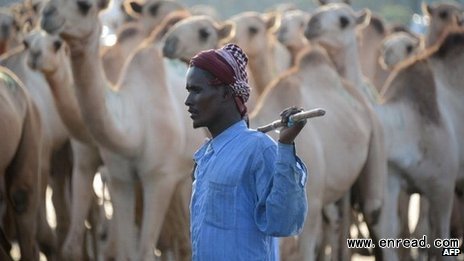 Camels are highly prized in Somalia for their milk and meat