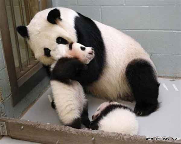 Giant Panda Lun Lun picks up her panda <a href=