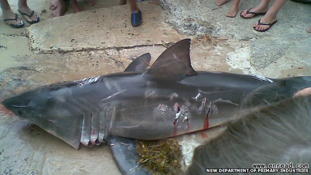 The shark was injured by the boat\s <a href=