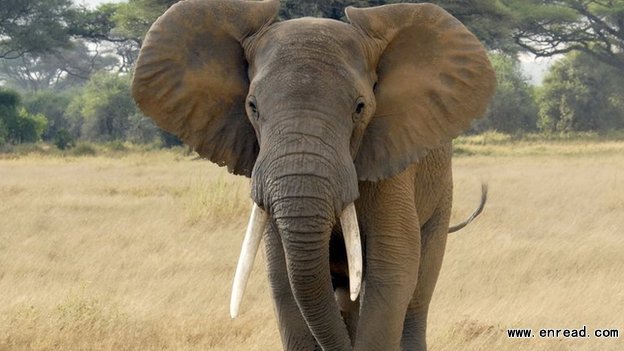 Elephant conservationists say demand for ivory <a href=