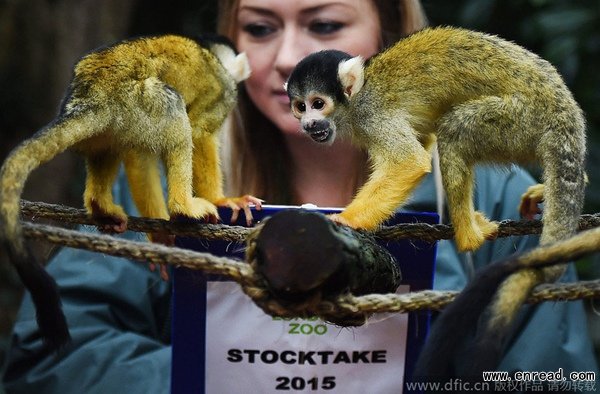 A London Zoo employee with squirrel monkeys during the annual stocktake in London, Britain, 05 January 2015.