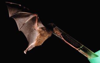 A type of small bat found in South America has an amazingly long tongue. Here, the bat stretches out its skinny tongue to feed from a test tube containing sugar water.