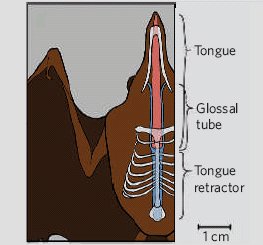 Between sips, this bat's tongue slips back into a tube (shown in blue) that runs from the back of the bat's mouth down into its chest.