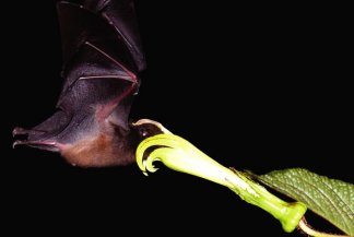 This bat's tongue is just long enough to reach deep into a particular flower to obtain nectar.