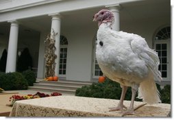 May, the 2007 National Thanksgiving Turkey, awaits the official pardoning Tuesday, Nov. 20, 2007, during festivities in the Rose Garden of the White House. White House photo by David Bohrer